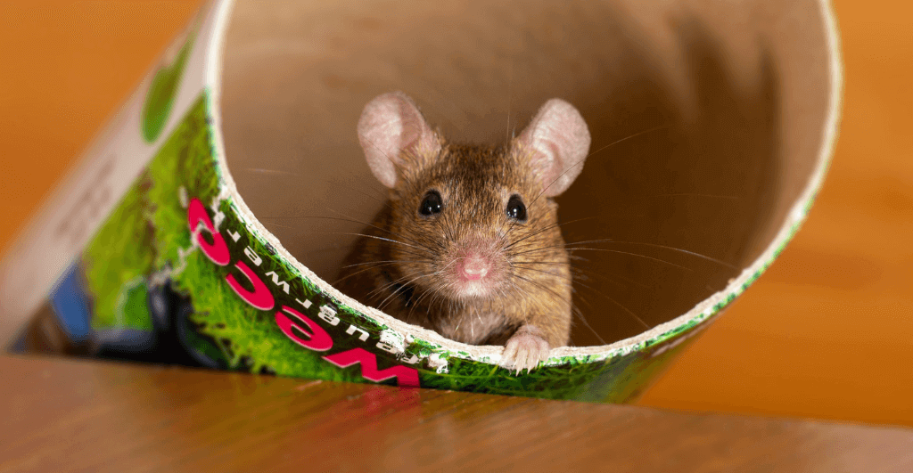 a brown mouse in a cardboard tube