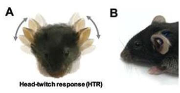 Diagram of a mouse head