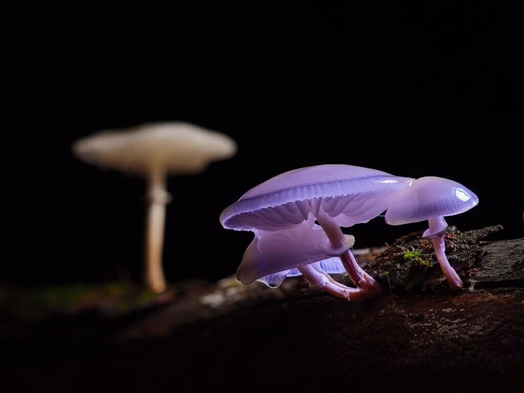 Purple mushrooms against a black background