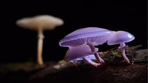 Purple mushrooms against a black background