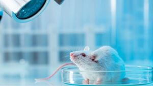 White mouse in petri dish