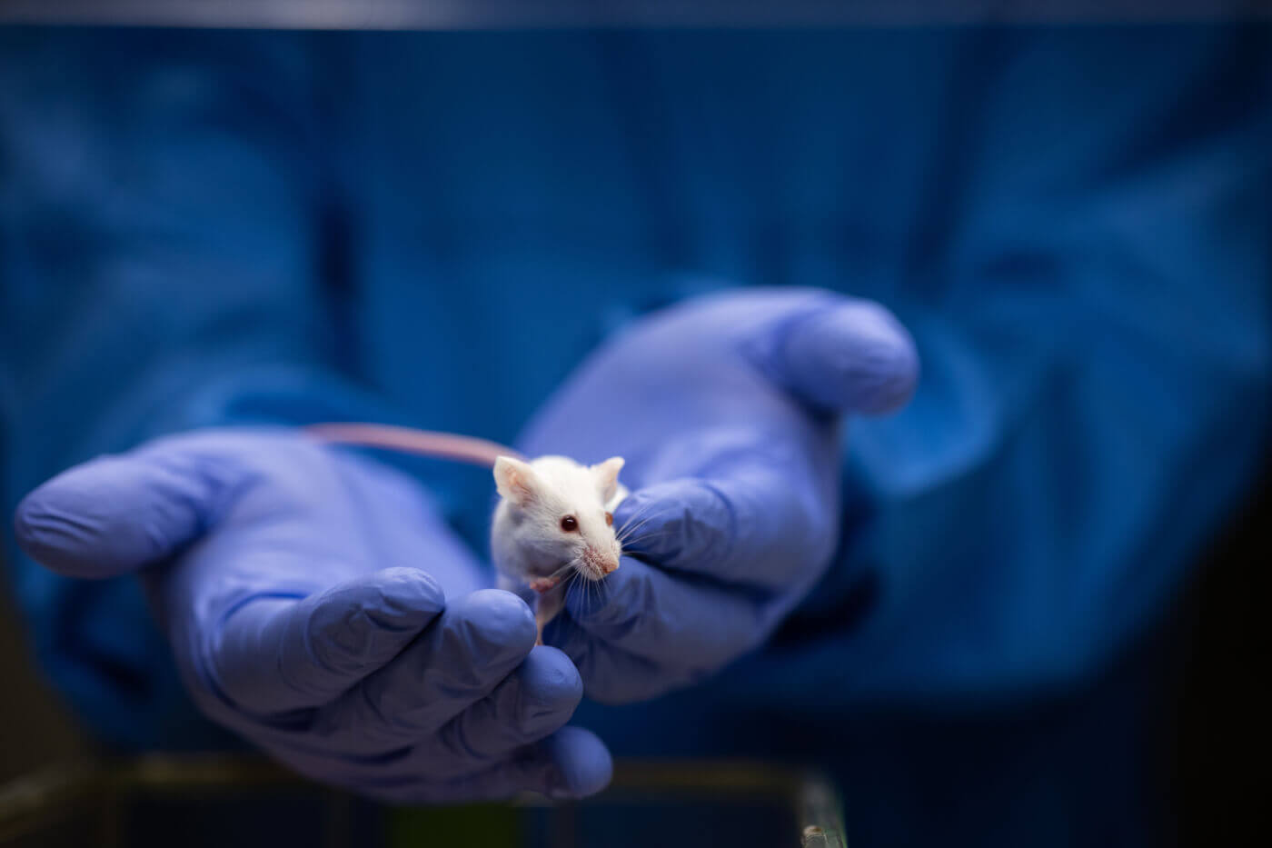 Two blue gloved hands holding a small white mouse